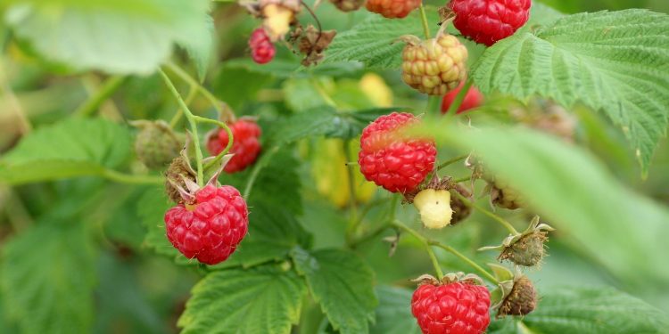 У Србији преполовљена производња малине