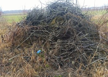 Када трешње заврше на обали Саве, а воћари у очају